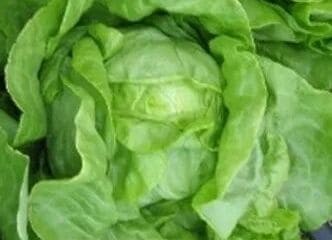 Afbeelding oogstperiode SLA, Blonde van Laken